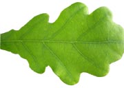 leaf